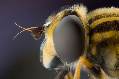 insecto macro